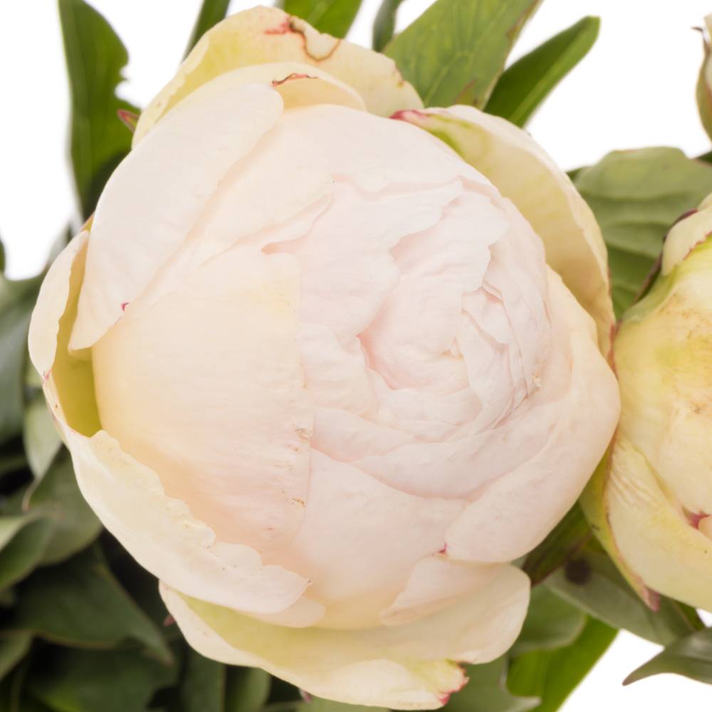 Pfingstrose creme gefüllt Choice 45cm