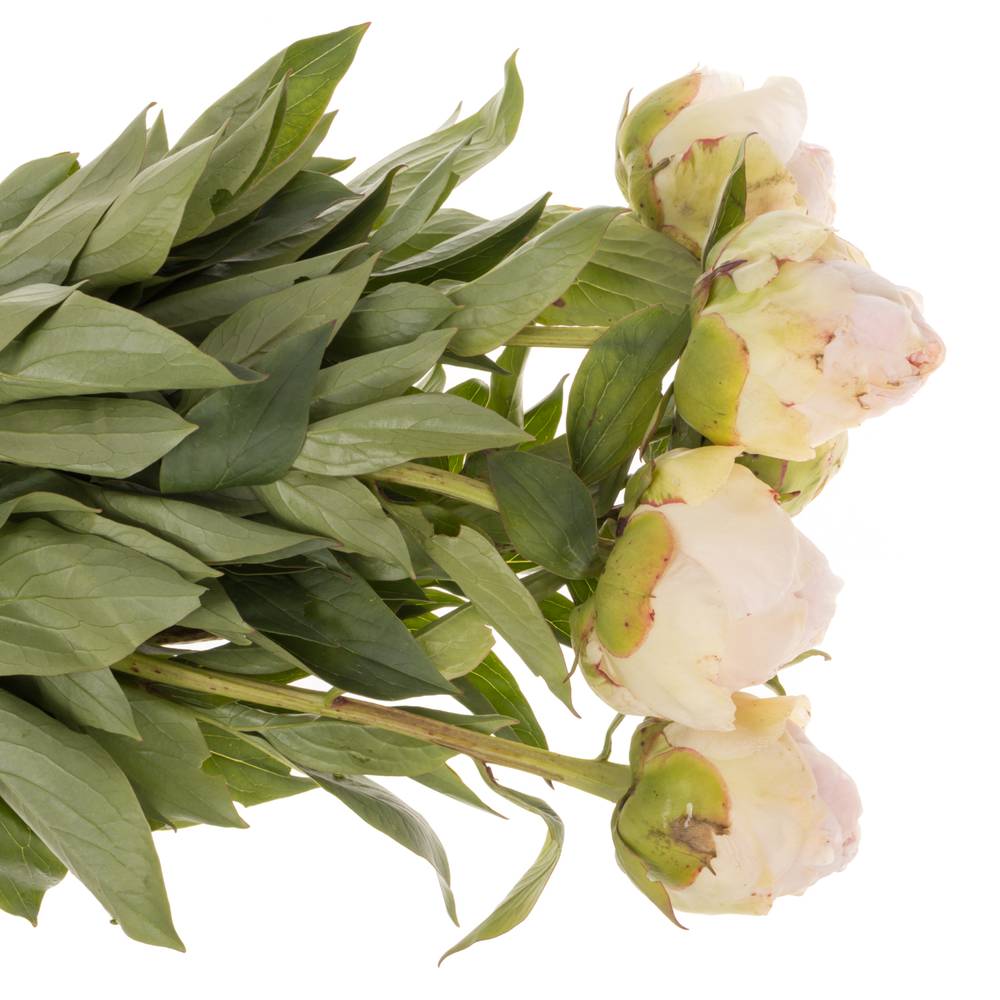 Pfingstrose creme gefüllt Choice 45cm