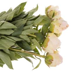 Pfingstrose creme gefüllt Choice 45cm