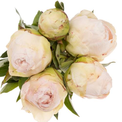 Pfingstrose creme gefüllt Choice 45cm