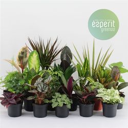 Topfe Deluxe mix T08,5 H10