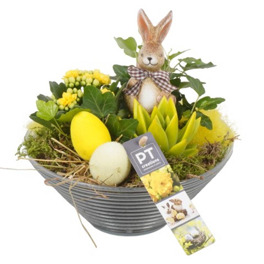 Ostern Arr PTPA8849 T19 H020