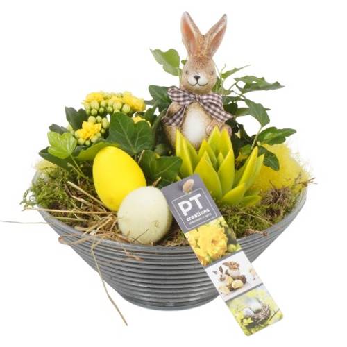 Ostern Arr PTPA8849 T19 H020