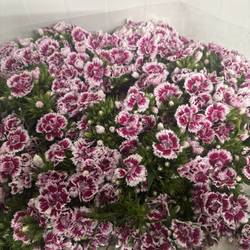 Bartnelke lila/creme Doblino Supra 60cm