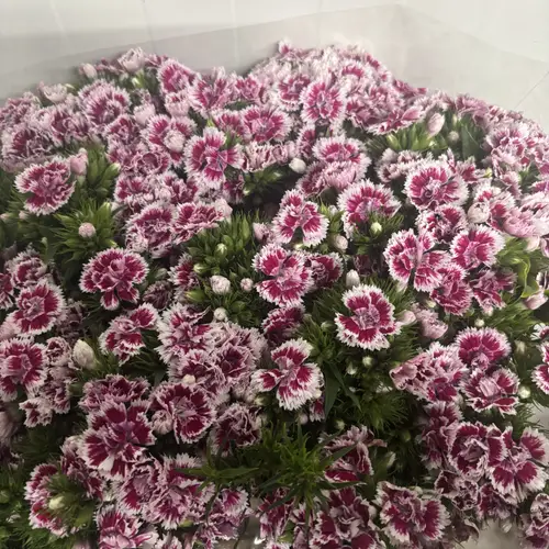 Bartnelke lila/creme Doblino Supra 60cm