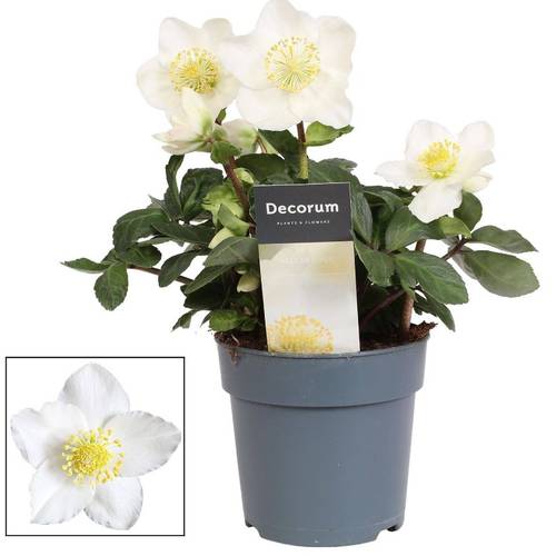 Helleborus Christmas Carol im Keramik mix T12 H025