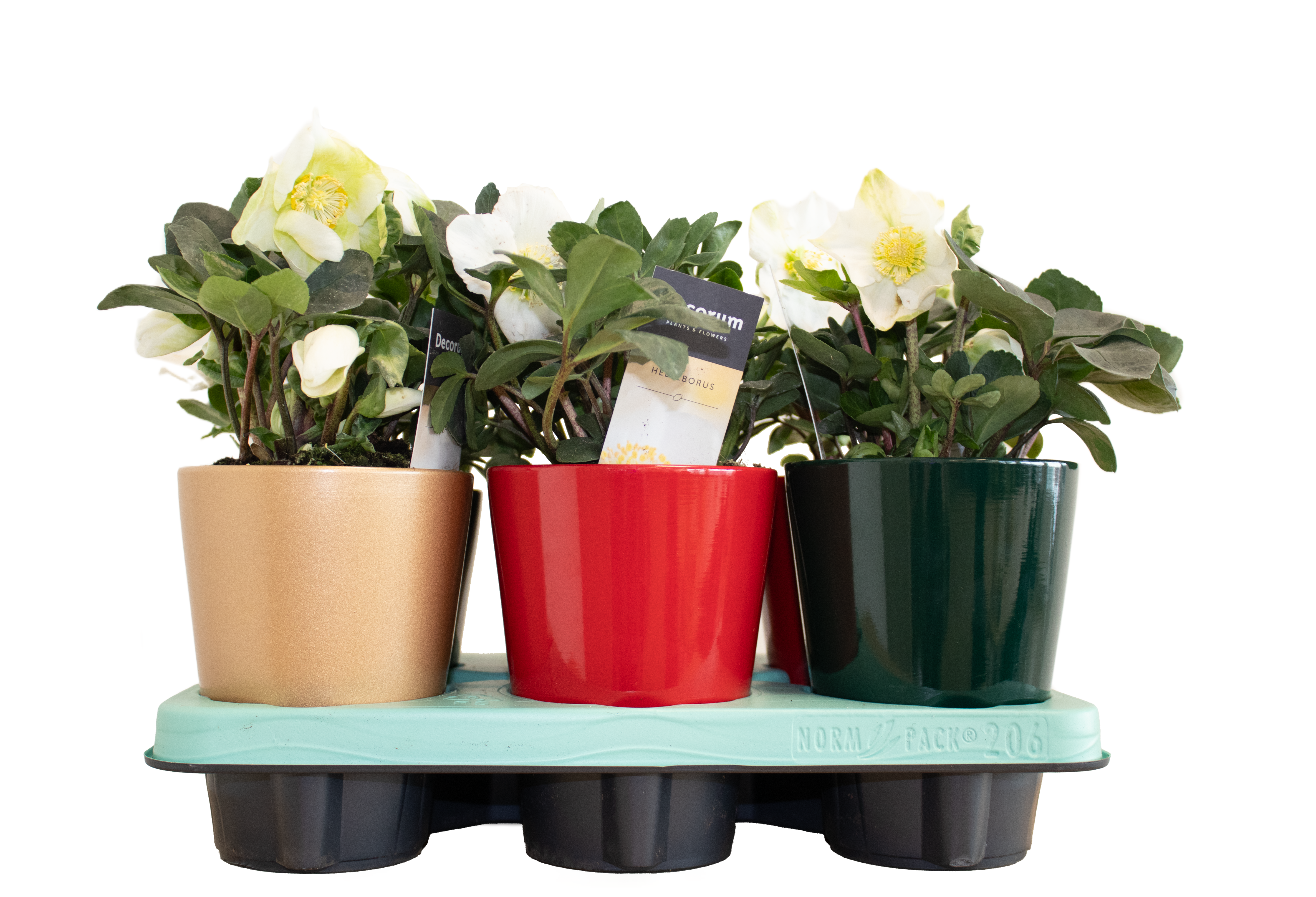 Helleborus Christmas Carol im Keramik mix T12 H025