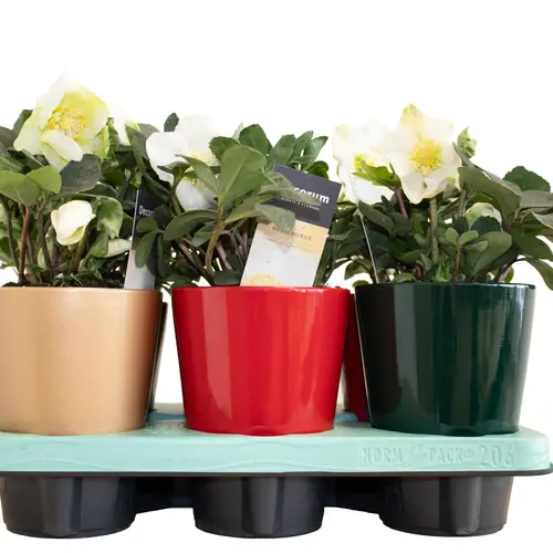 Helleborus Christmas Carol im Keramik mix T12 H025