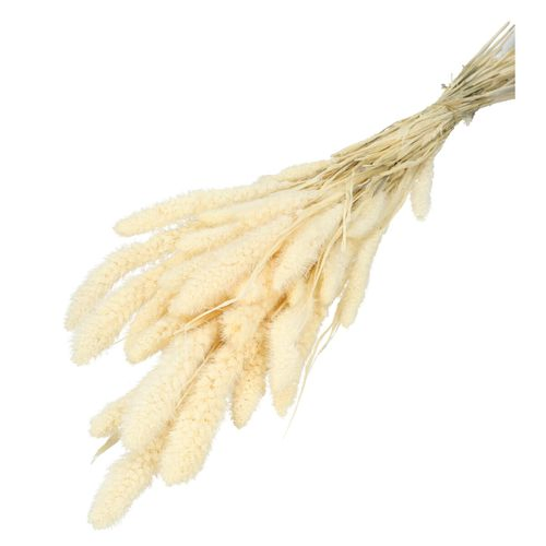 Trocken Setaria gebleicht L75cm