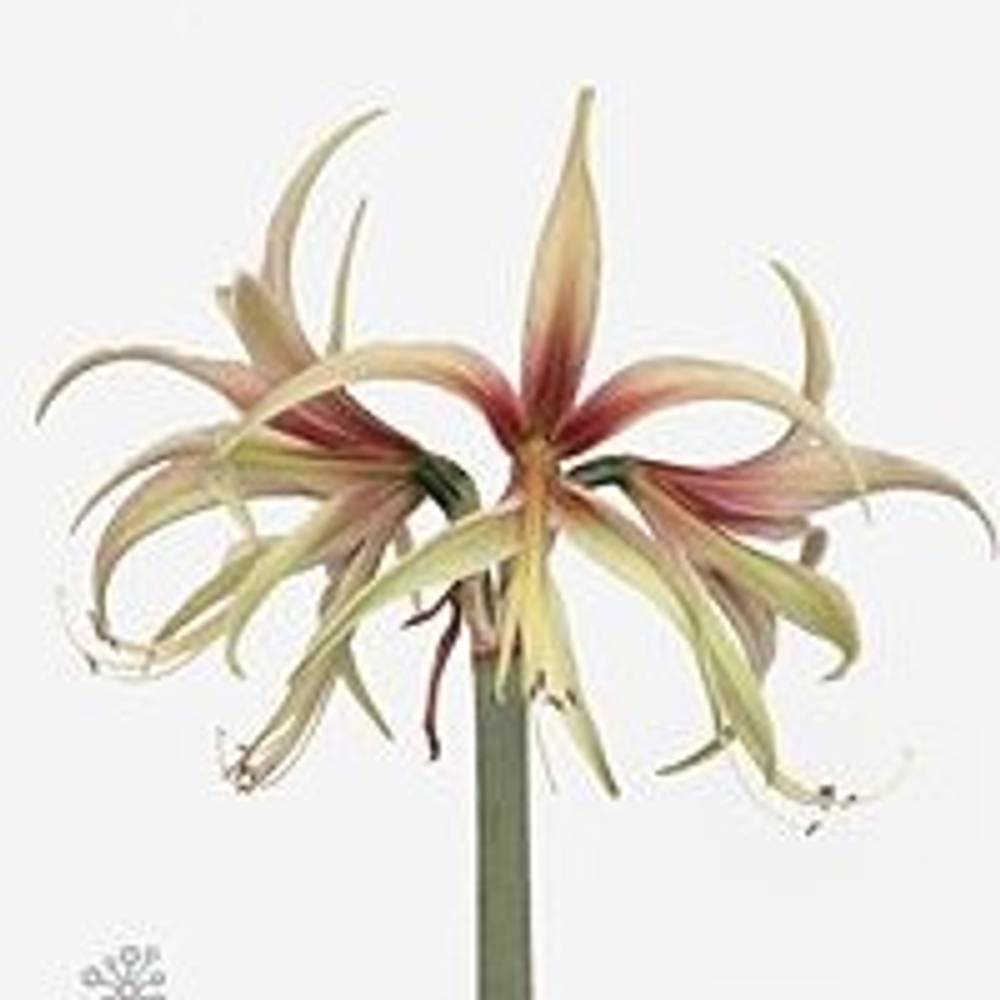 Amaryllis Krt.grün/rosa Tarantula X18