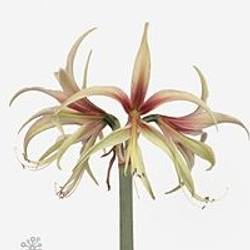 Amaryllis Krt.grün/rosa Tarantula X18