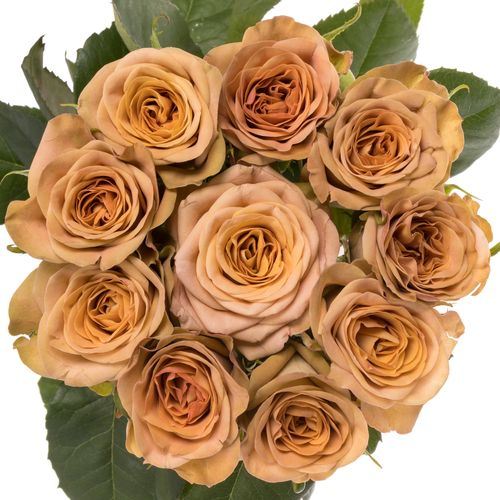 Rose beige Cappuccino 40cm