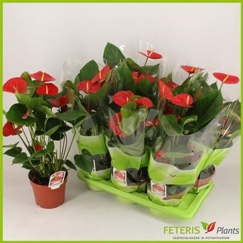 Anthurium rot T17 H60 Schnapchen Von Uhr