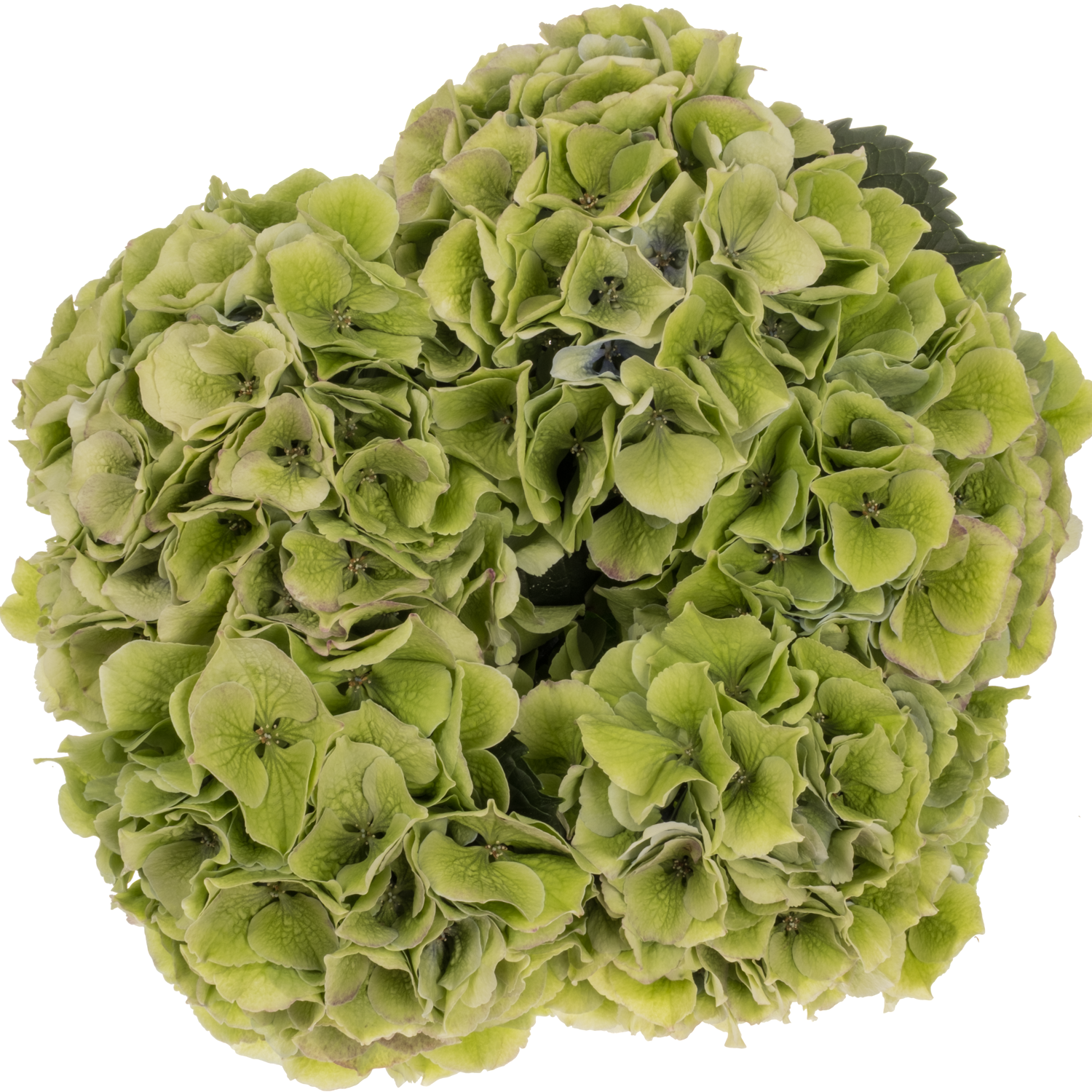 Hortensie hell grün Grandeur Classic Bol 22cm 50cm