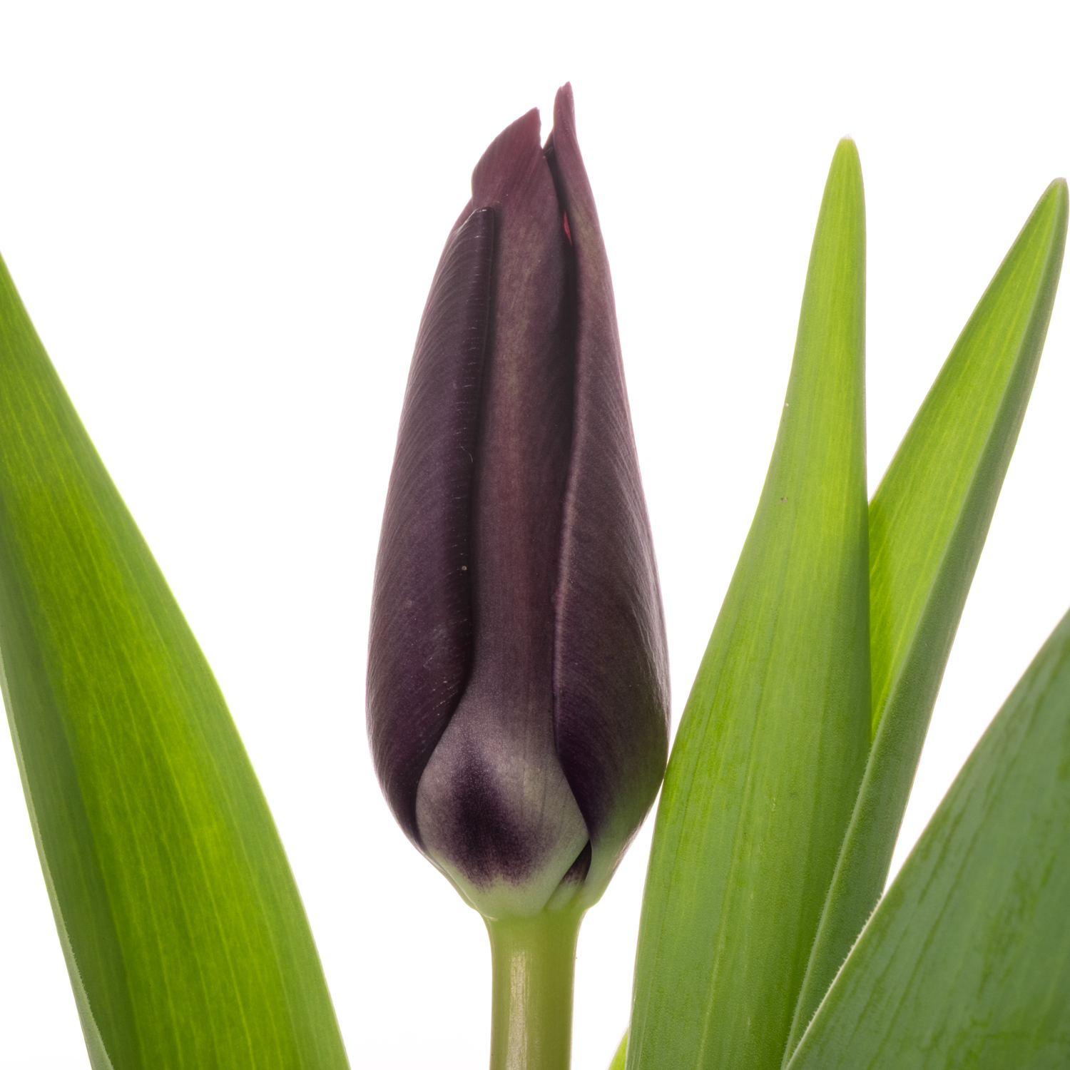 Tulpe lila Night vison 36 Gramm