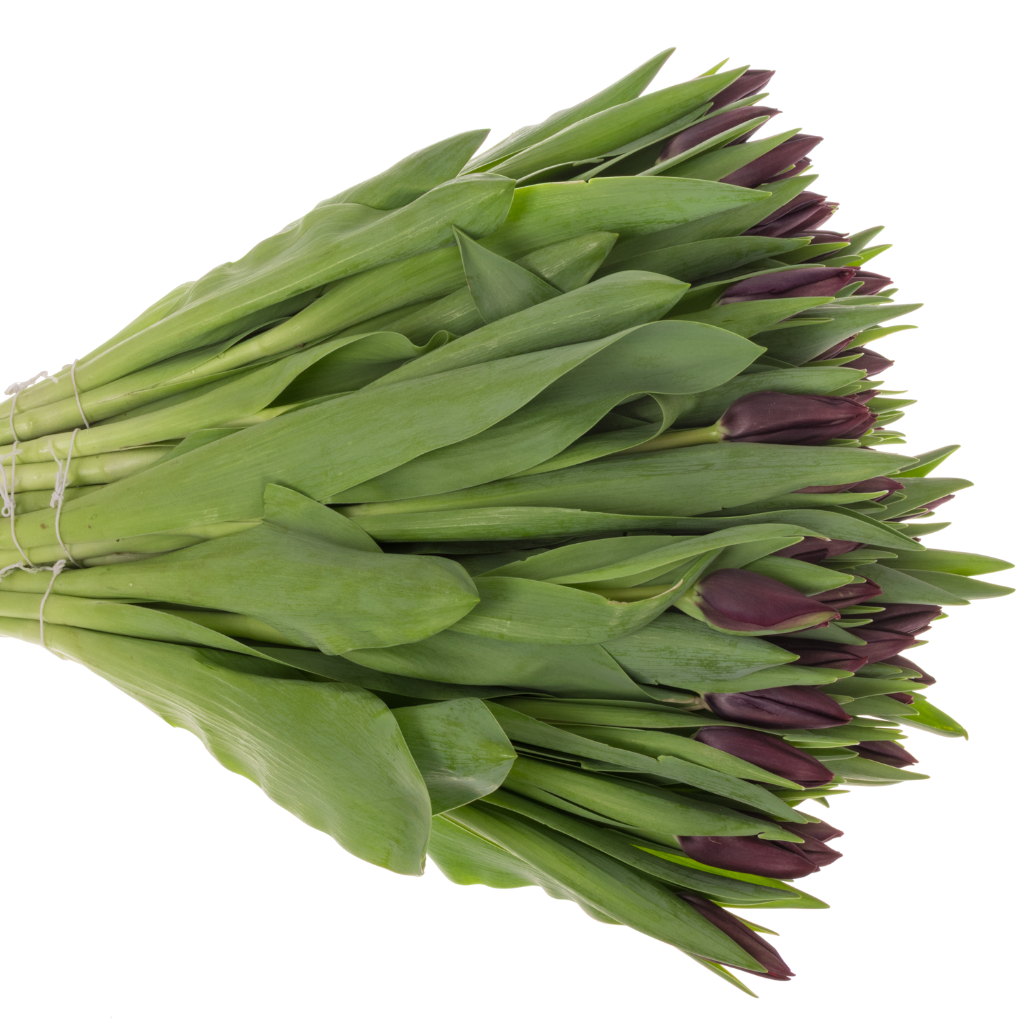 Tulpe lila Night vison 36 Gramm