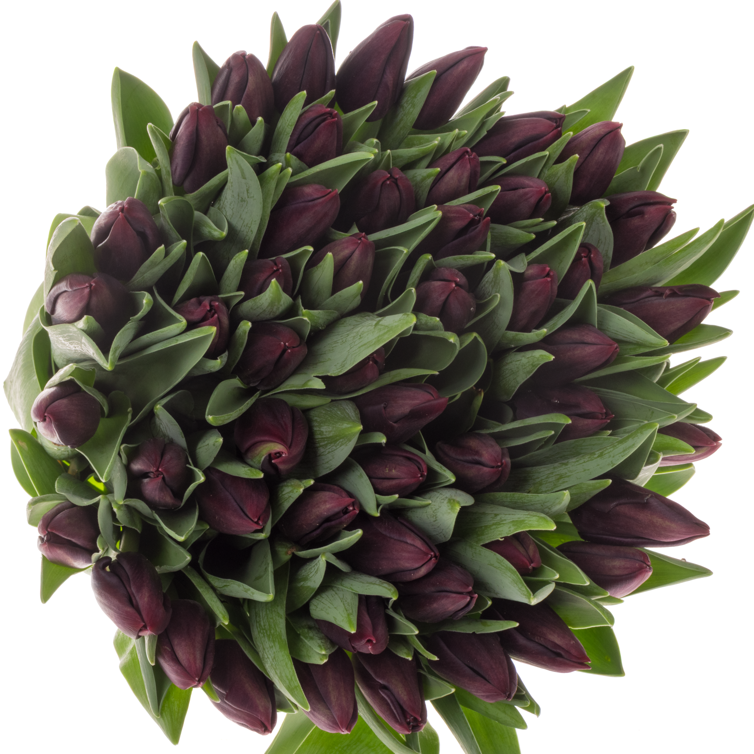 Tulpe lila Night vison 36 Gramm