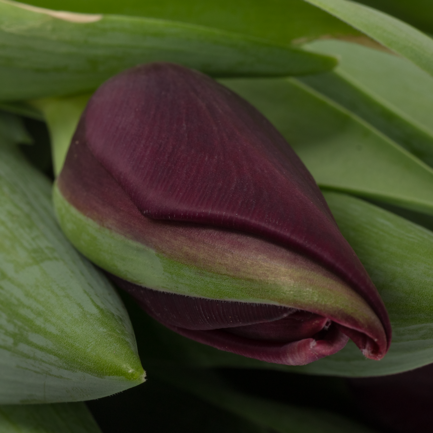 Tulpe lila Night vison 36 Gramm