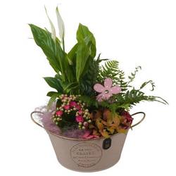 Spath.Arr PTIB5309 T20 H036