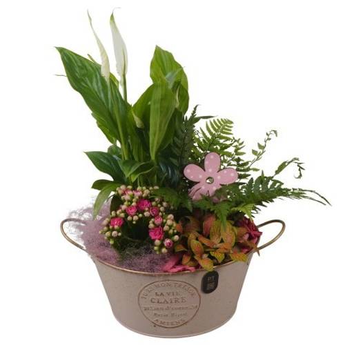 Spath.Arr PTIB5309 T20 H036