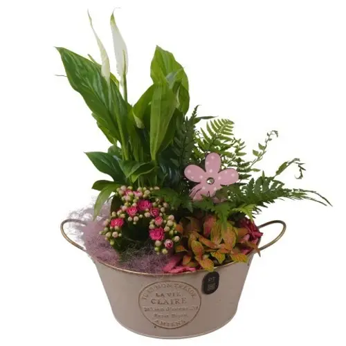 Spath.Arr PTIB5309 T20 H036