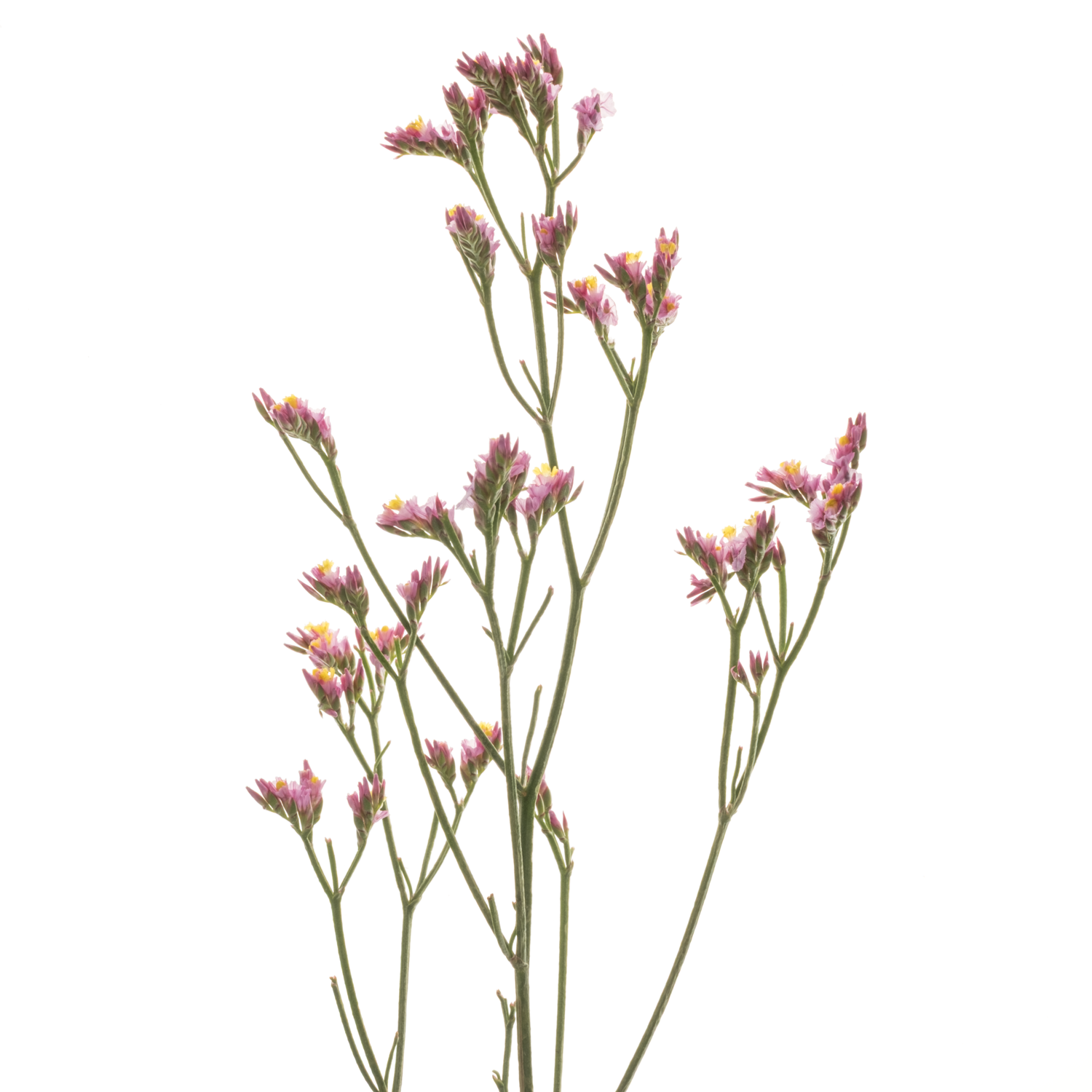 Limonium rosa Pinkini 40 Gramm 70cm