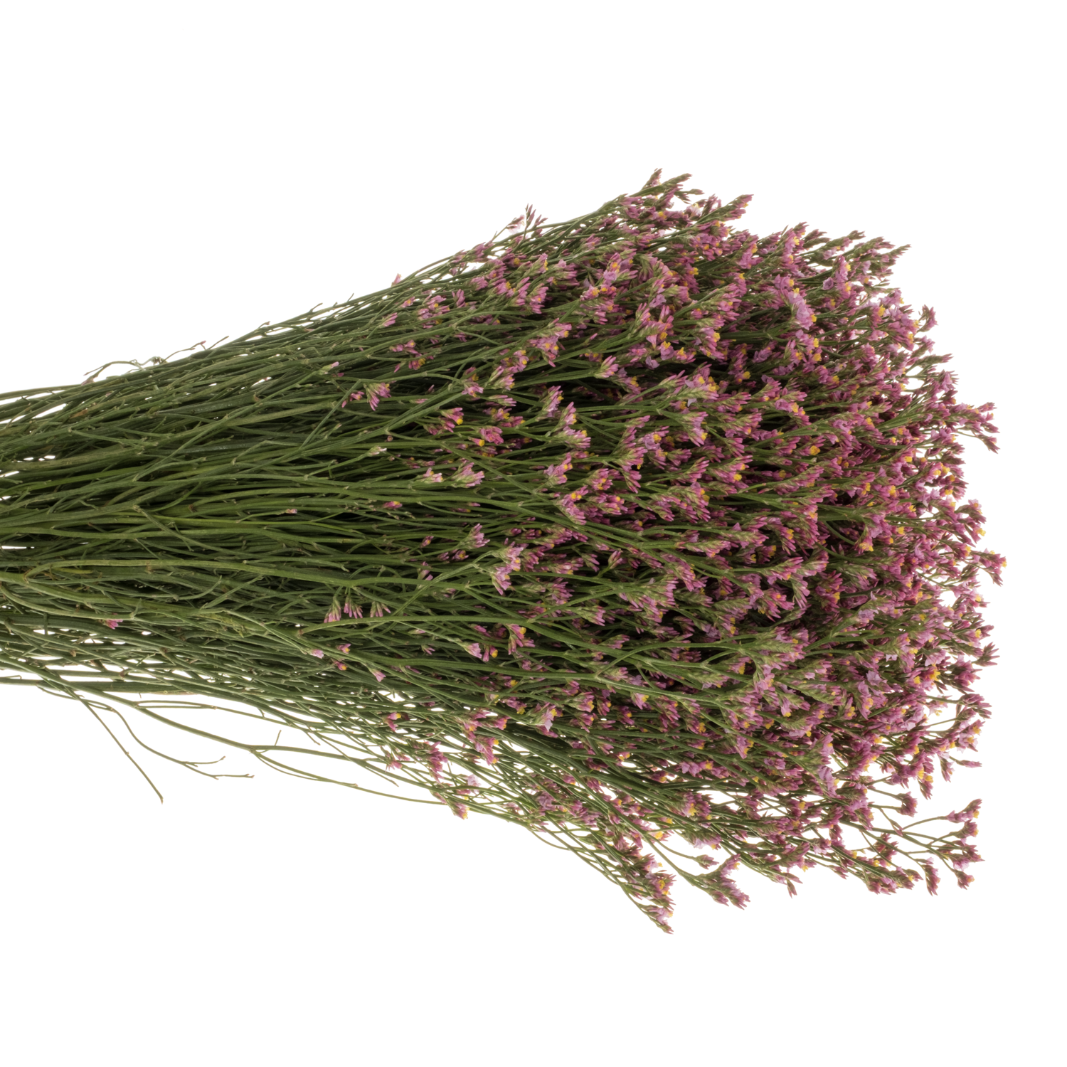 Limonium rosa Pinkini 40 Gramm 70cm