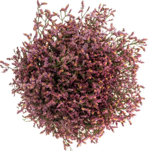 Limonium rosa Pinkini 40 Gramm 70cm