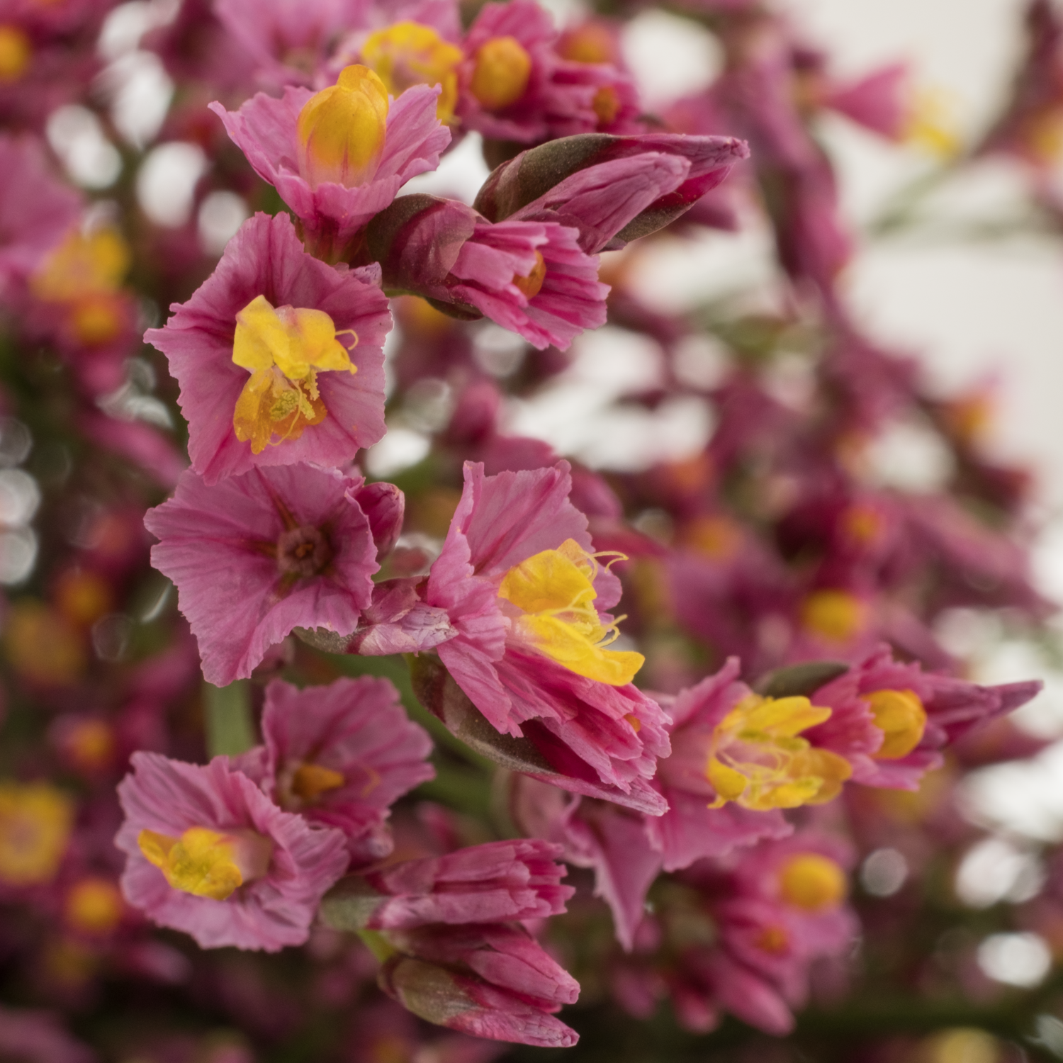 Limonium rosa Pinkini 40 Gramm 70cm
