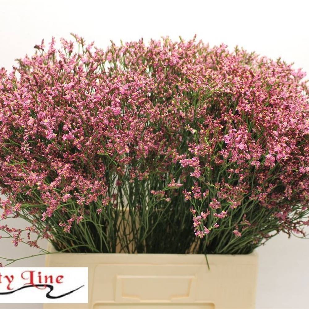 Limonium rosa Pinkini 40 Gramm 70cm