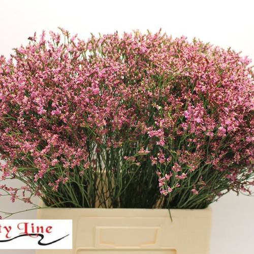 Limonium rosa Pinkini 40 Gramm 70cm