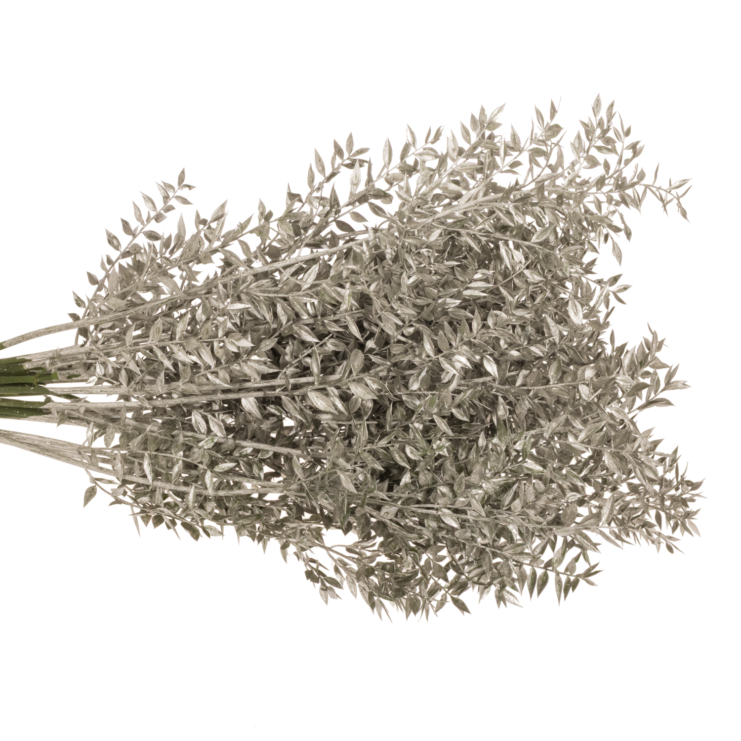 Wilder Ruskus platina gefärbt 65cm