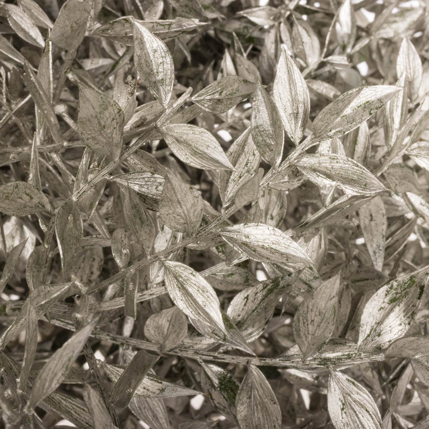 Wilder Ruskus platina gefärbt 65cm