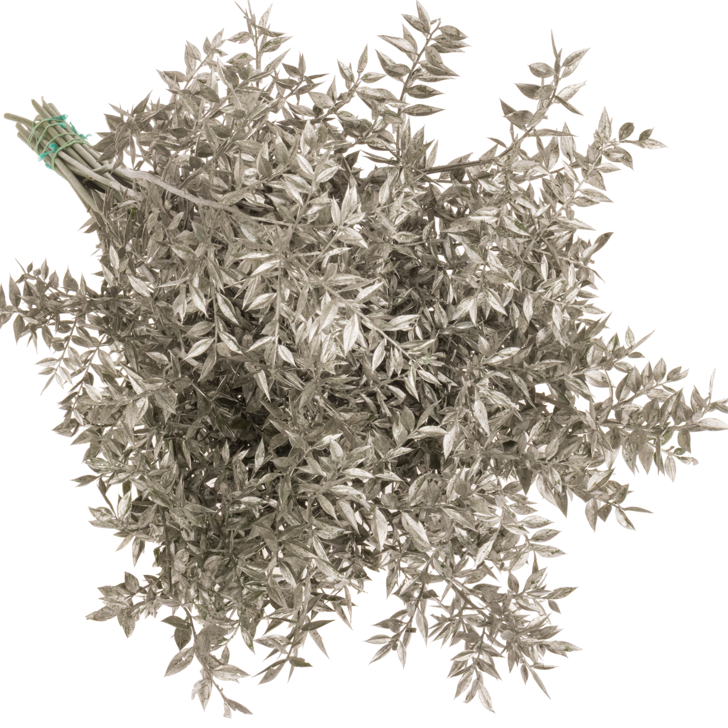 Wilder Ruskus platina gefärbt 65cm