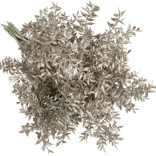 Wilder Ruskus platina gefärbt 65cm