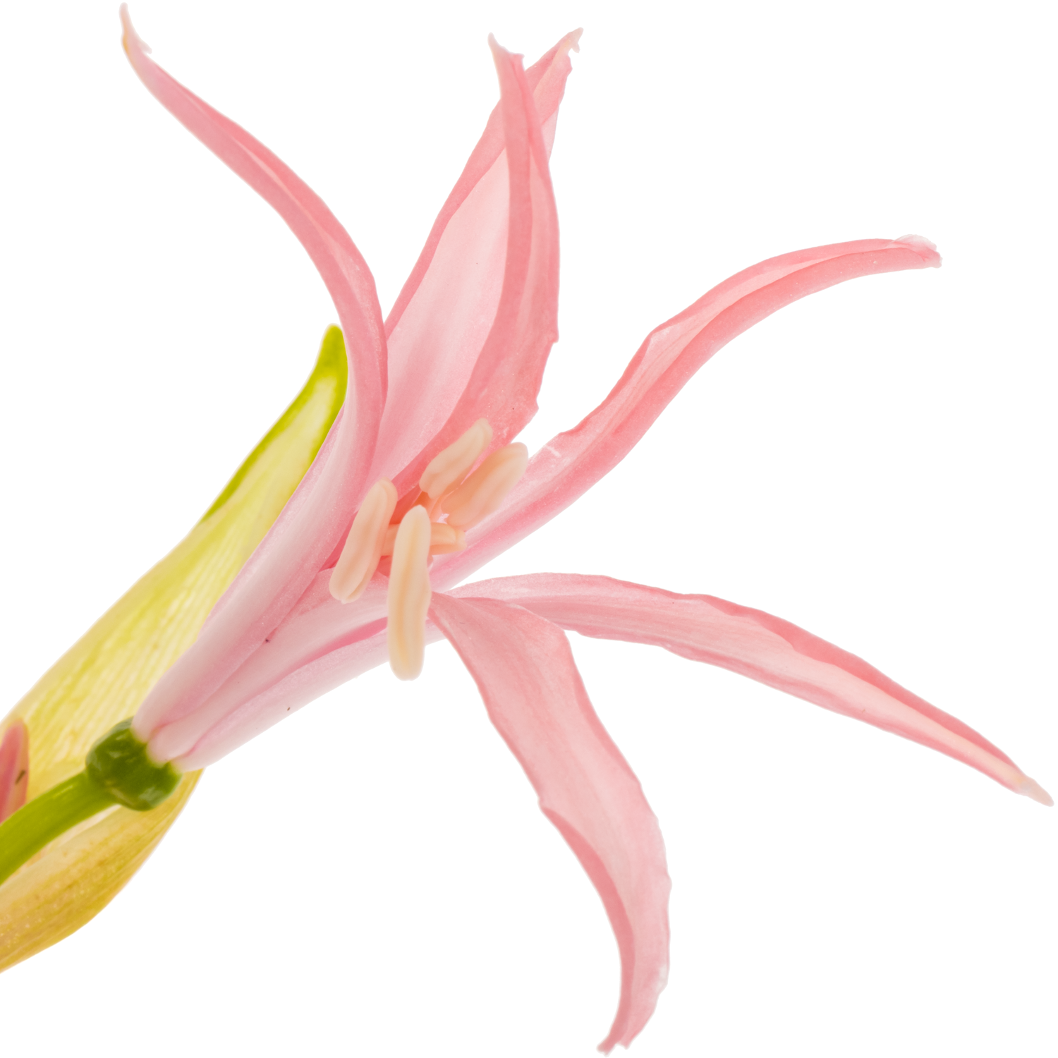 Nerine hell rosa Stefanie 65cm