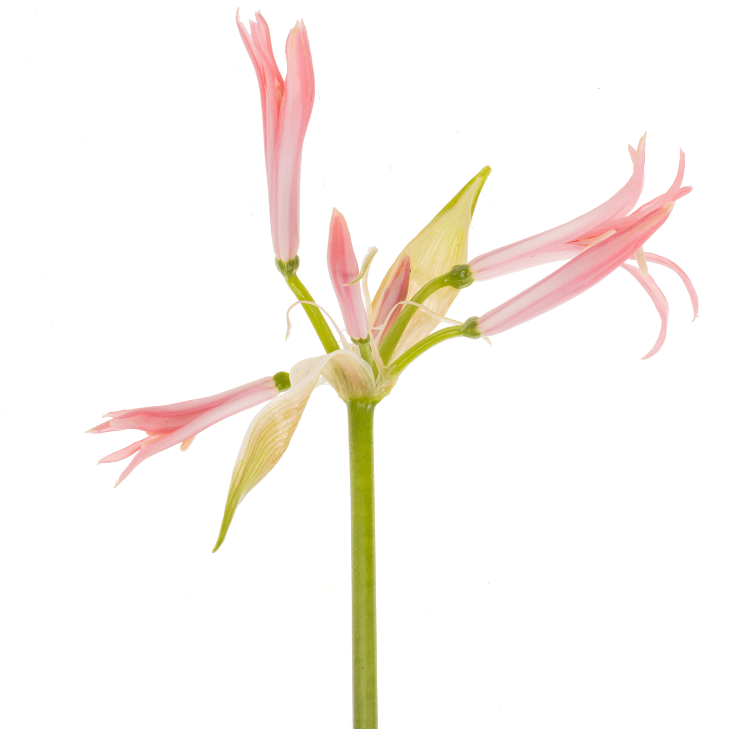 Nerine hell rosa Stefanie 65cm