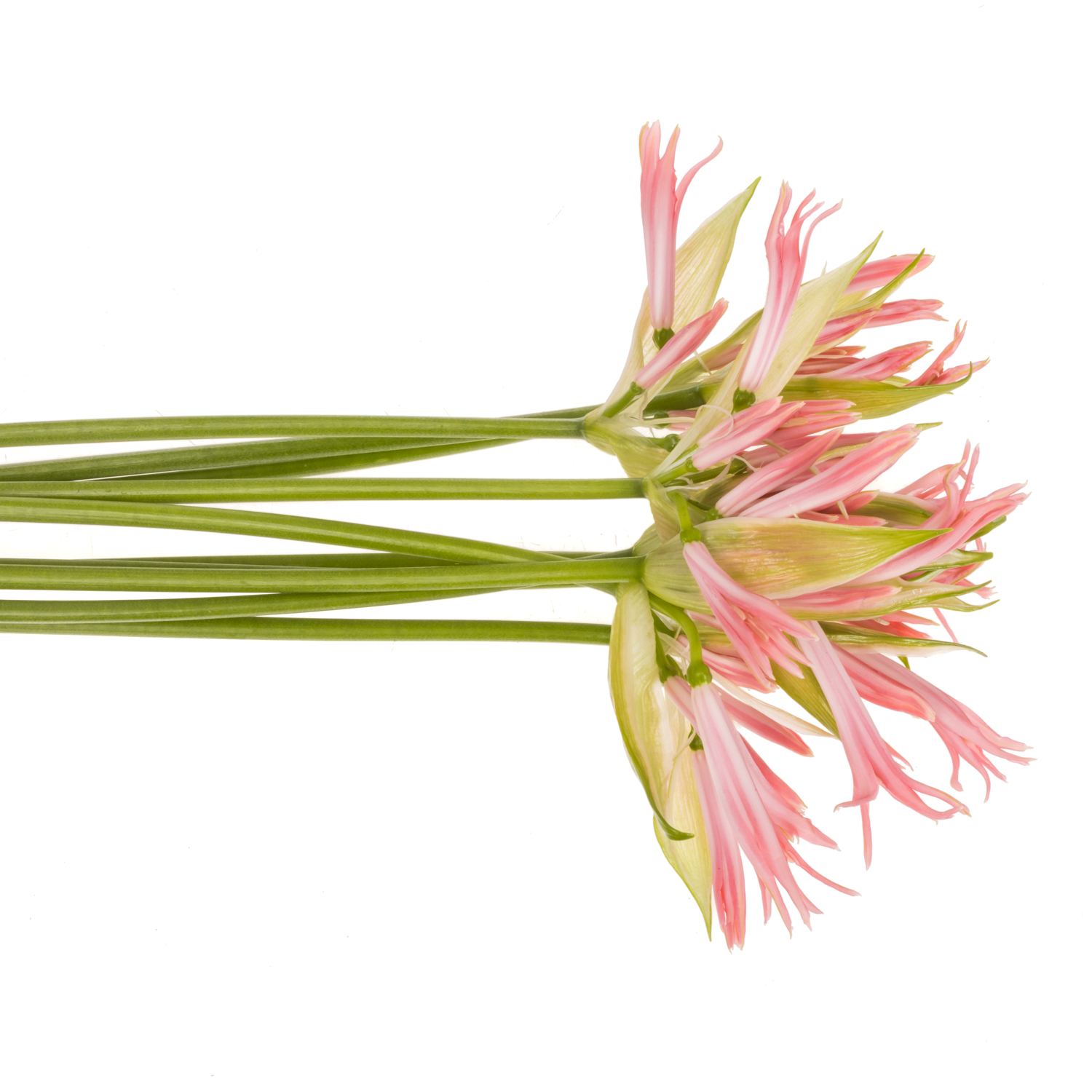 Nerine hell rosa Stefanie 65cm
