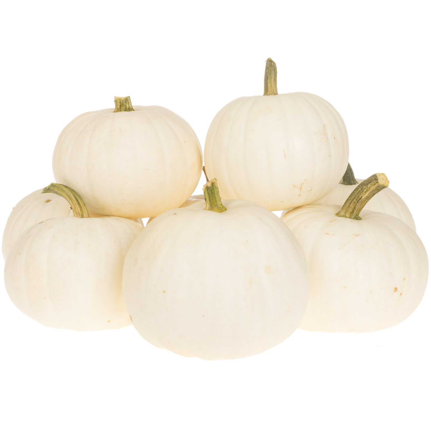 Zierkürbis weiss Halloween 14cm