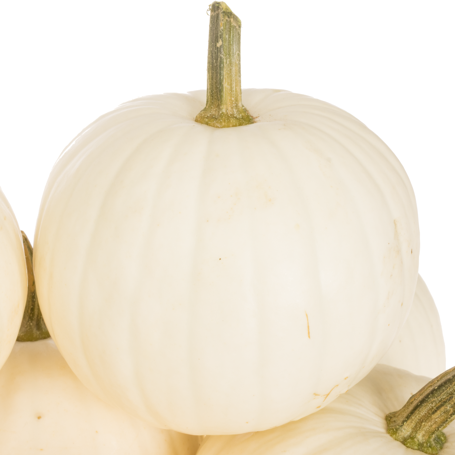 Zierkürbis weiss Halloween 14cm