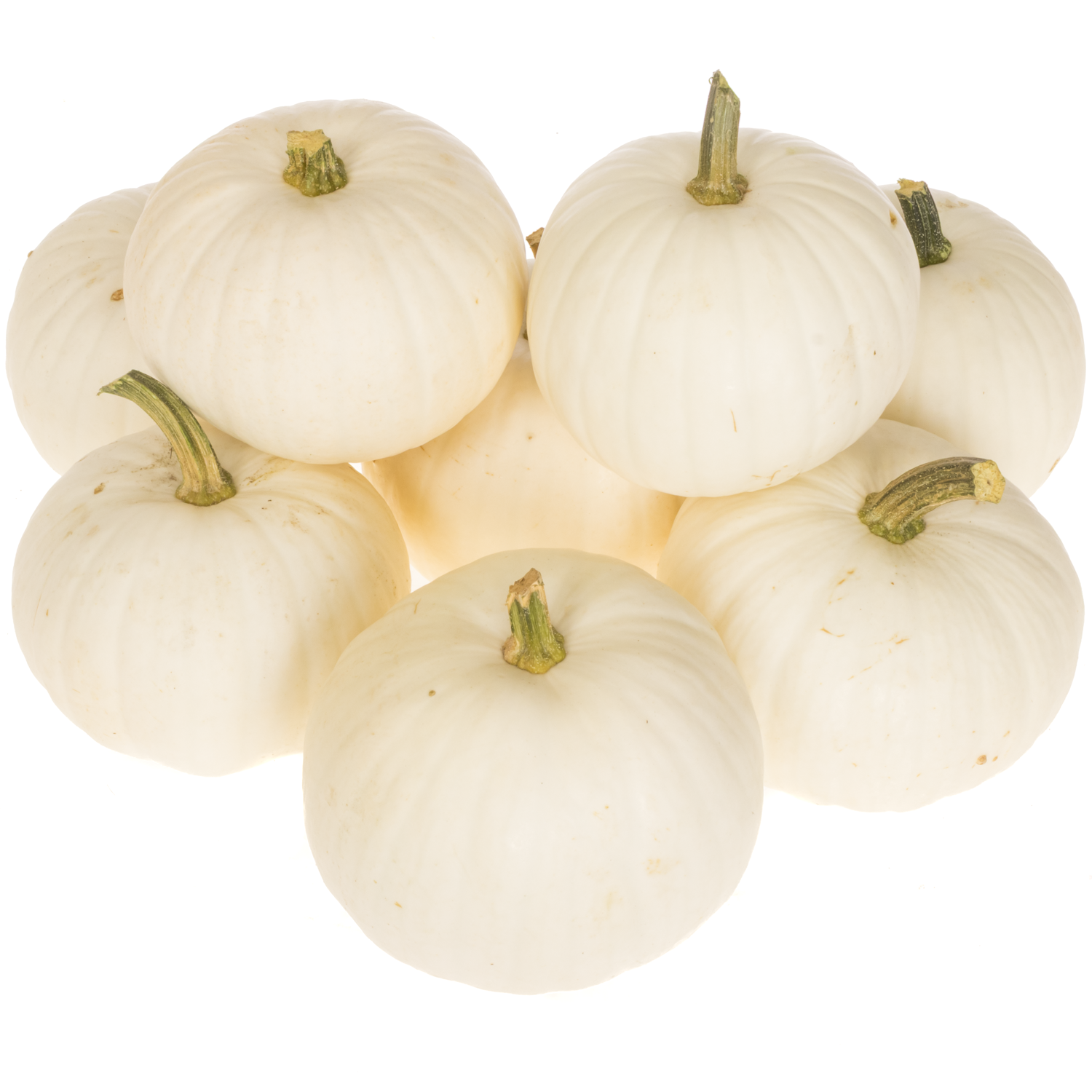 Zierkürbis weiss Halloween 14cm