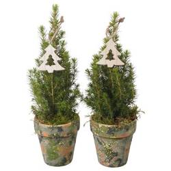 Picea Glauca Conica im Topf PTK25359 T09 H030