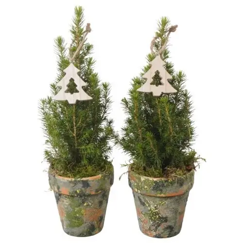 Picea Glauca Conica im Topf PTK25359 T09 H030