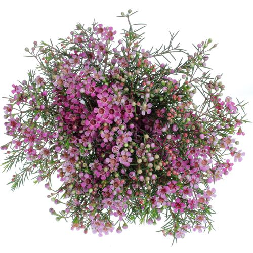 Wachsflower pink Purple Pride 12 Gramm 40cm