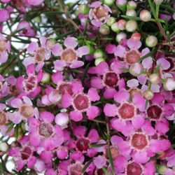 Wachsflower pink Purple Pride 12 Gramm 40cm