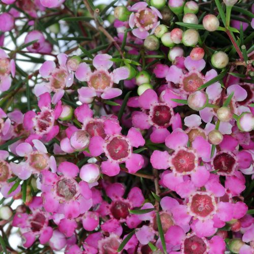 Wachsflower pink Purple Pride 12 Gramm 40cm