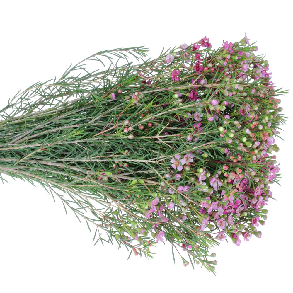 Wachsflower pink Purple Pride 12 Gramm 40cm