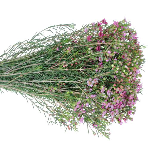 Wachsflower pink Purple Pride 12 Gramm 40cm