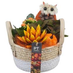 Kal.Arr PTHI5435 Herbst T17 H022