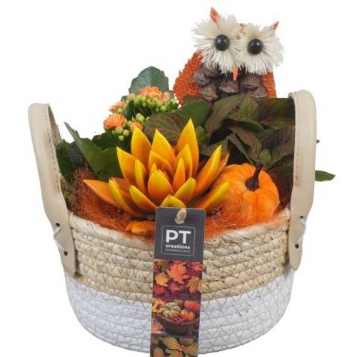 Kal.Arr PTHI5435 Herbst T17 H022